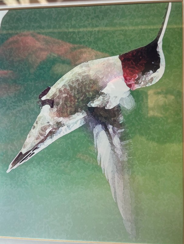 Hummingbird